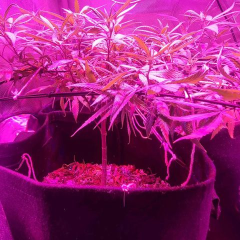 Big Bud growlog timeline photo