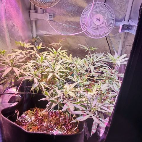 Big Bud growlog timeline photo