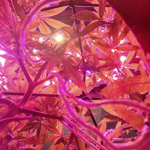Big Bud growlog timeline photo