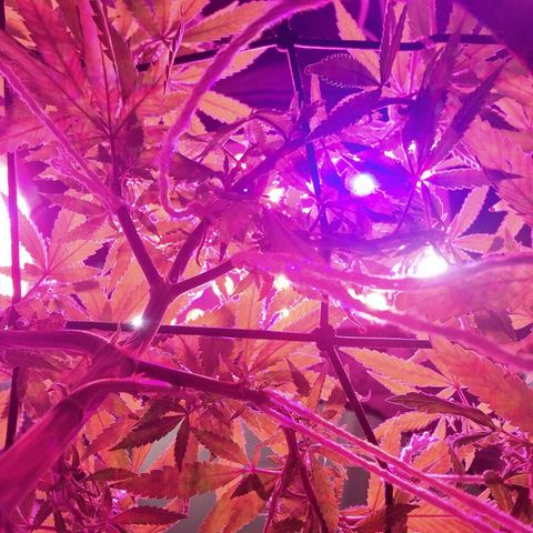 Big Bud growlog timeline photo