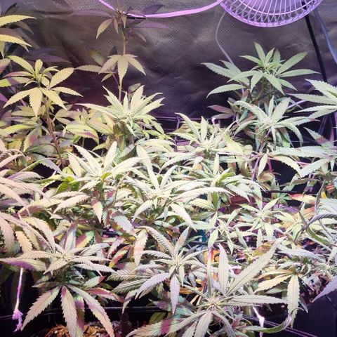 Big Bud growlog timeline photo