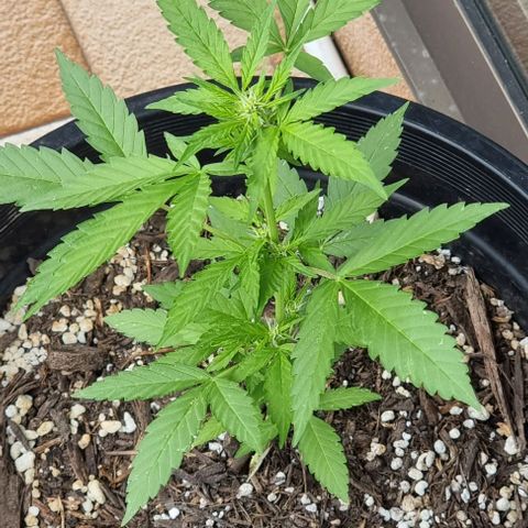 Northern Lights Auto growlog timeline photo