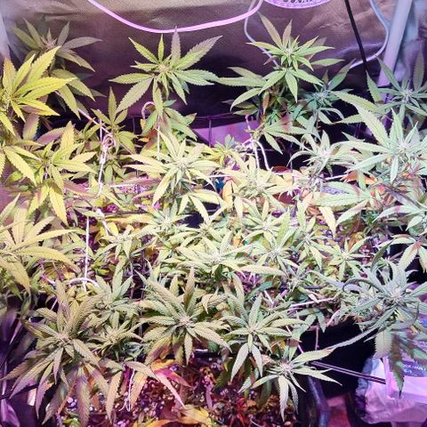 Big Bud growlog timeline photo