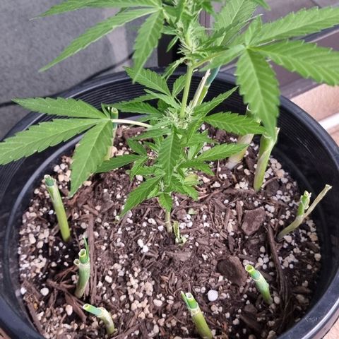 Northern Lights Auto growlog timeline photo