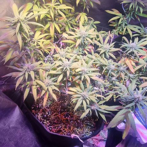 Big Bud growlog timeline photo