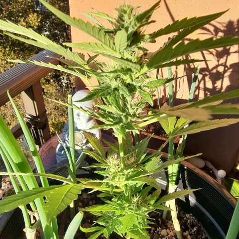 Northern Lights Auto growlog timeline photo
