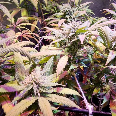 Big Bud growlog timeline photo