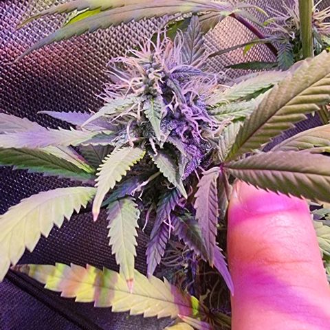 Big Bud growlog timeline photo