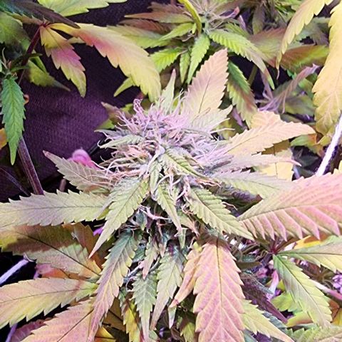 Big Bud growlog timeline photo