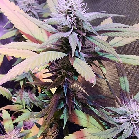 Big Bud growlog timeline photo