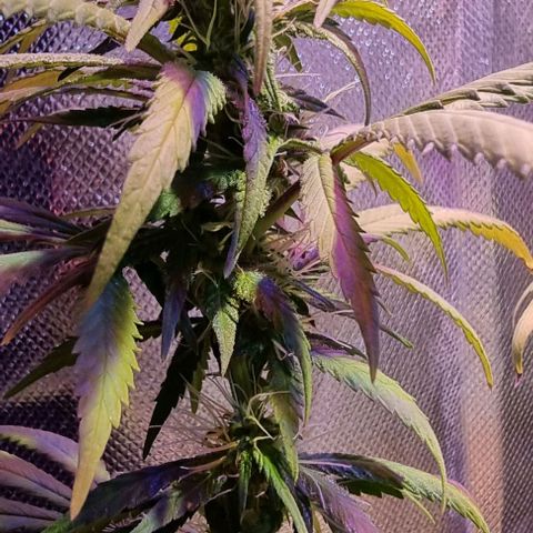Big Bud growlog timeline photo