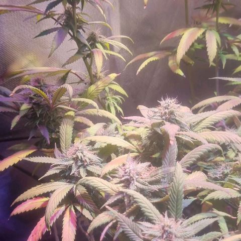 Big Bud growlog timeline photo