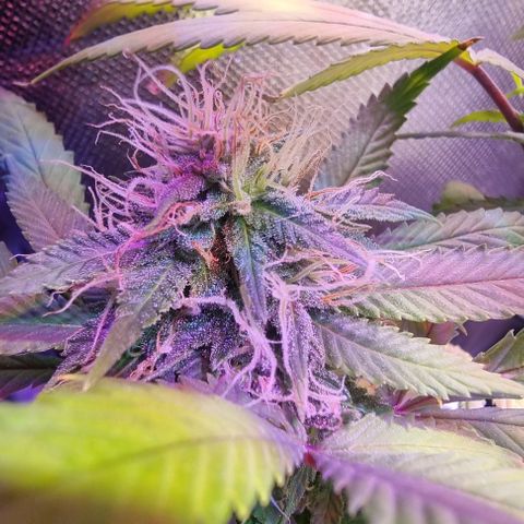 Big Bud growlog timeline photo