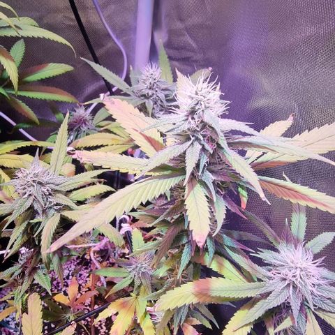 Big Bud growlog timeline photo
