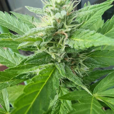 Northern Lights Auto growlog timeline photo