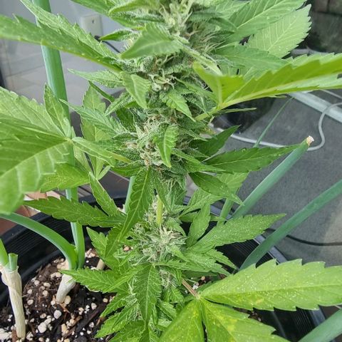 Northern Lights Auto growlog timeline photo