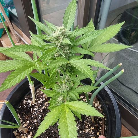 Northern Lights Auto growlog timeline photo