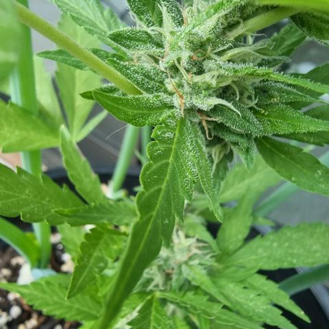 Northern Lights Auto growlog timeline photo