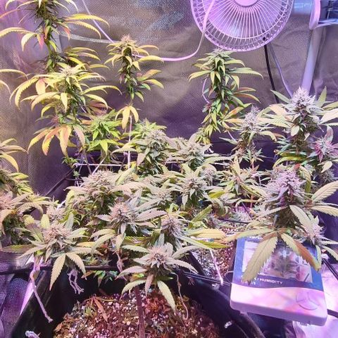 Big Bud growlog timeline photo