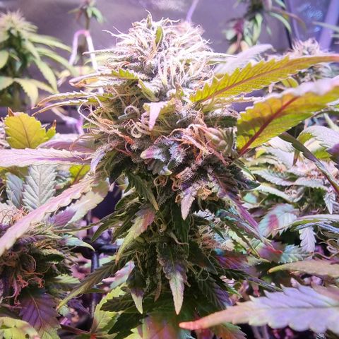 Big Bud growlog timeline photo