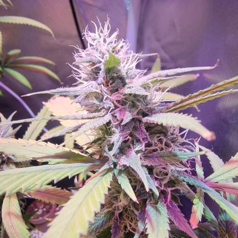 Big Bud growlog timeline photo