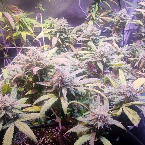 Big Bud growlog timeline photo