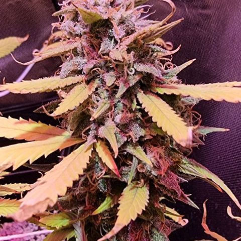 Big Bud growlog timeline photo
