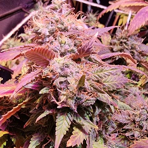 Big Bud growlog timeline photo