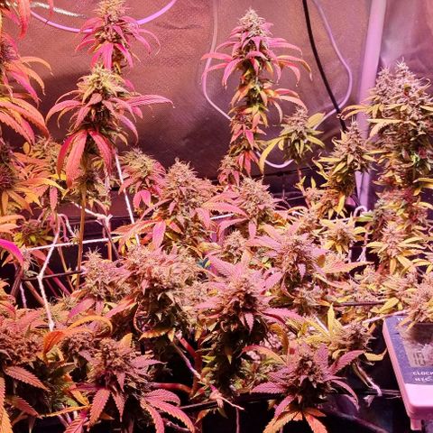 Big Bud growlog timeline photo