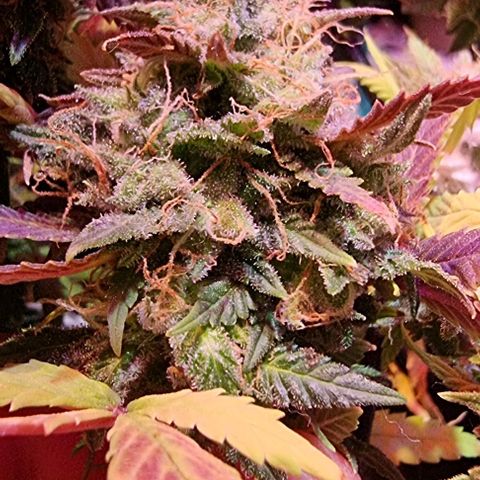 Big Bud growlog timeline photo