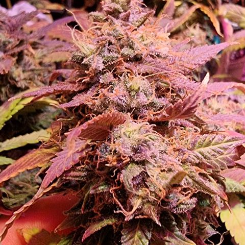 Big Bud growlog timeline photo