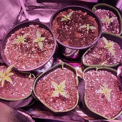 Gorilla Glue Auto growlog timeline photo