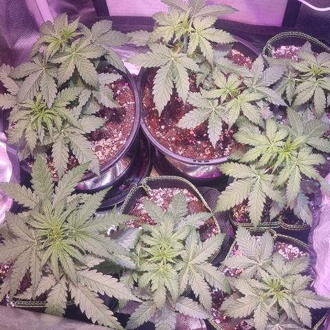 Gorilla Glue Auto growlog timeline photo