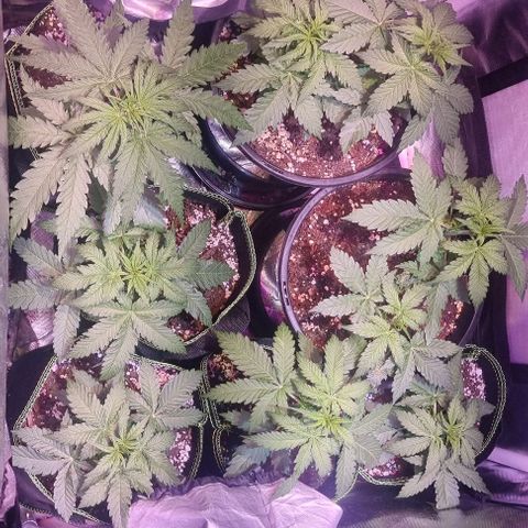 Gorilla Glue Auto growlog timeline photo