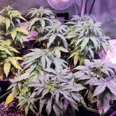 Gorilla Glue Auto growlog timeline photo