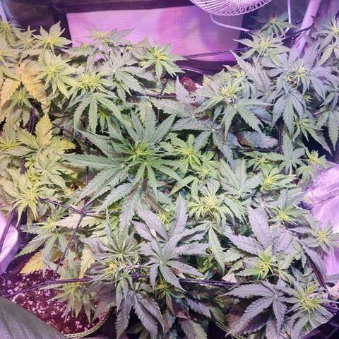 Gorilla Glue Auto growlog photo: Early flower