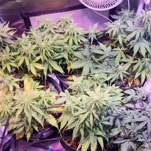 Gorilla Glue Auto growlog timeline photo