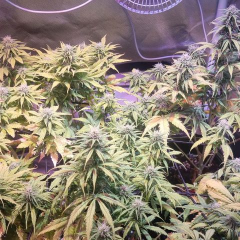 Gorilla Glue Auto growlog timeline photo