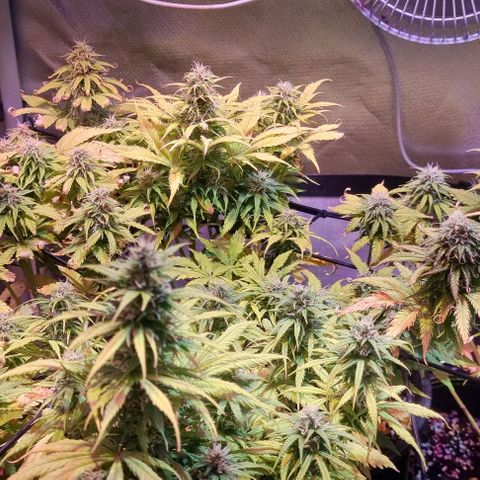 Gorilla Glue Auto growlog timeline photo