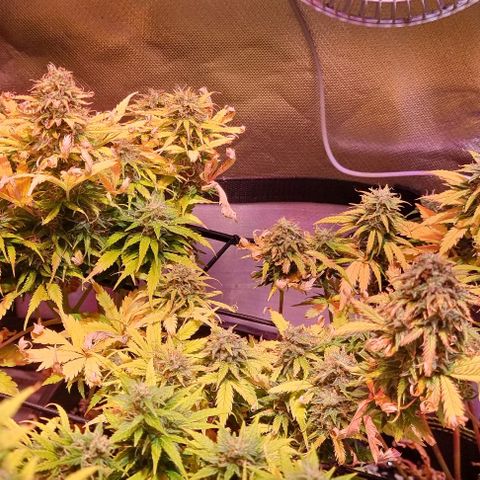 Gorilla Glue Auto growlog timeline photo