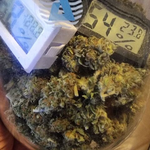Gorilla Glue Auto growlog timeline photo