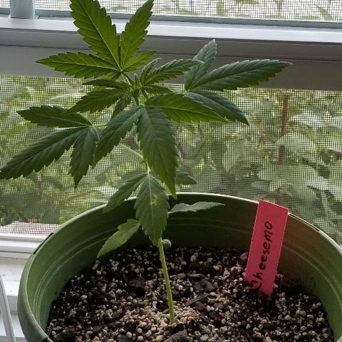 Cheesmo growlog timeline photo