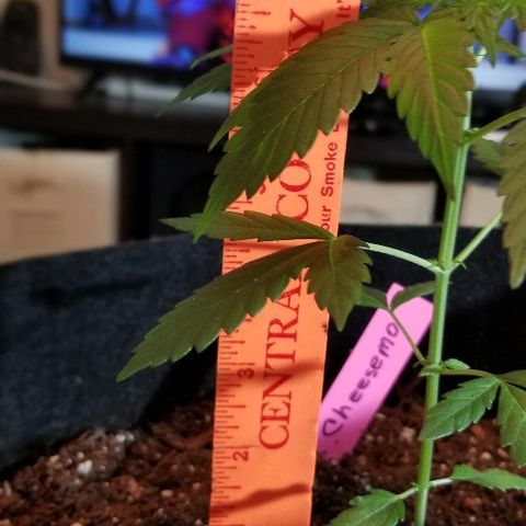 Cheesmo growlog photo: 7 inches tall she looks good and smells good.