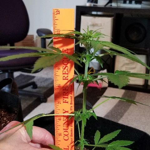Cheesmo growlog photo: Pictures taken 5-15-20