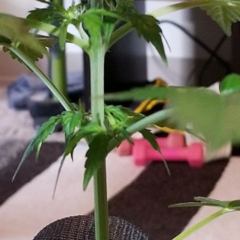 Cheesmo growlog photo: Pictures taken 5-15-20