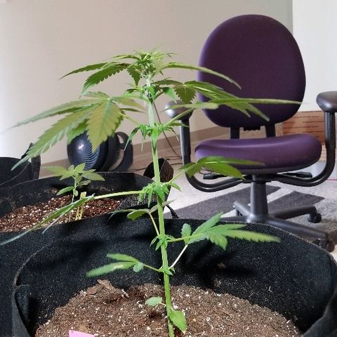 Cheesmo growlog timeline photo