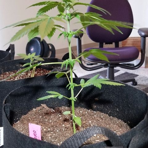 Cheesmo growlog timeline photo