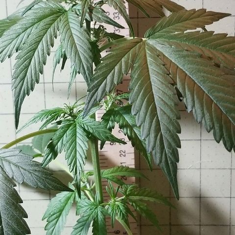 Cheesmo growlog timeline photo