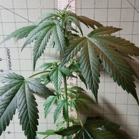 Cheesmo growlog timeline photo
