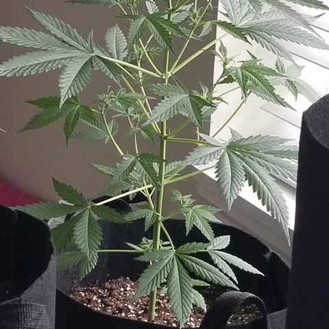Cheesmo growlog timeline photo